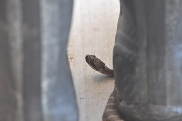 Picture of Snake