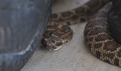 Picture of Snake
