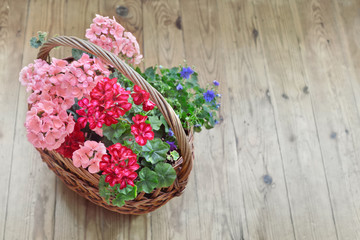 Fototapeta na wymiar Basketful of garden flowers on wooden rustic floor