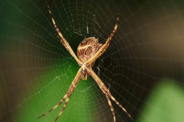 Spider garden-spider. Macro photo of garden spider on spider web over natural background in Brazil