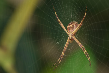 Spider garden-spider. Macro photo of garden spider on spider web over natural background in Brazil