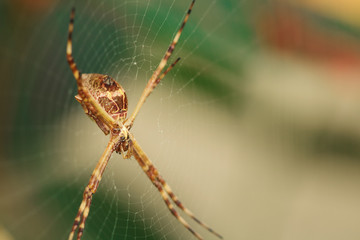 Spider garden-spider. Macro photo of garden spider on spider web over natural background in Brazil