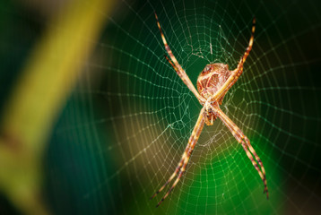 Spider garden-spider. Macro photo of garden spider on spider web over natural background in Brazil