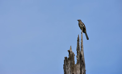 Observando el paisaje