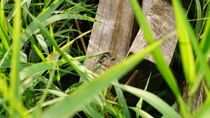 Lizard on a log