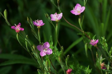 Pink evening primrose