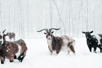 Goats in the snow