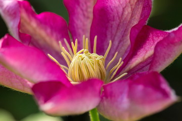 A pink clematis flower in the garden
