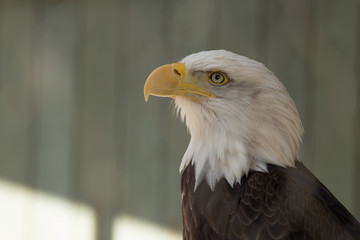 Bald Eagle