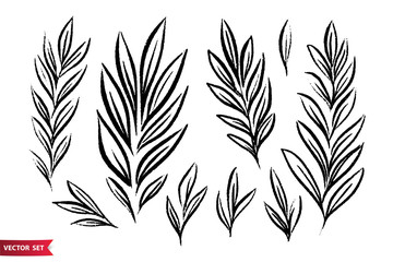 Vector set of ink drawing wild plants, herbs, monochrome artistic botanical illustration, isolated floral elements, hand drawn illustration.
