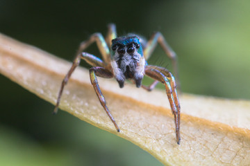 A jumping spider in nature background.macro spider,eyes focus.