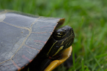 Turtle