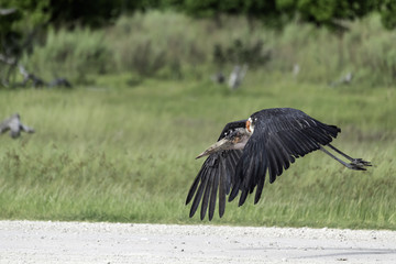 Marabou Stork taking off from a dirt runway in Botswana