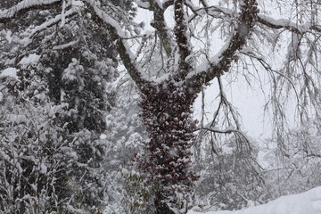 雪景色