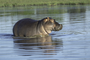 Fototapeta premium Hippo swimming in a pond