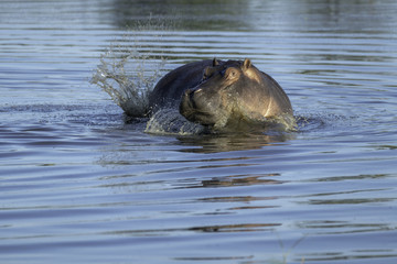 Fototapeta premium Large male hippo turning quickly in a pond creating a large splash, in Botswana