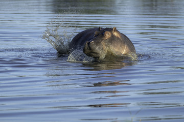 Large male hippo turning quickly in a pond creating a large splash, in Botswana