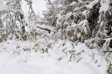 雪景色