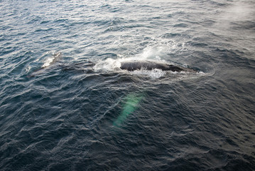 Humpbacks in Antarctica [DSLR 2028]