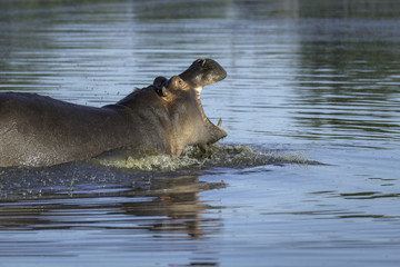 Hippo splashing in a pond with its mouth open show its teeth.  Image taken in the Okavango Delta, Botswana.