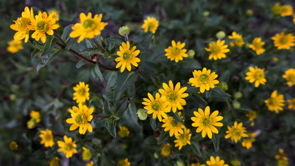 Obraz premium bed of small yellow flowers selective focus, deep green leaves