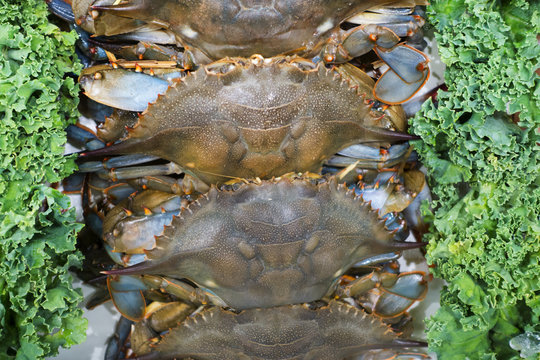 soft shell crab on ice at the fish market