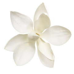 Obraz premium Magnolia Flower Isolated on White