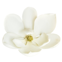 Magnolia Flower Isolated on White