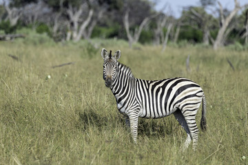 Fototapeta na wymiar A zebra stands in the tall grasses of the savanna of the Okavango Delta in Botswana