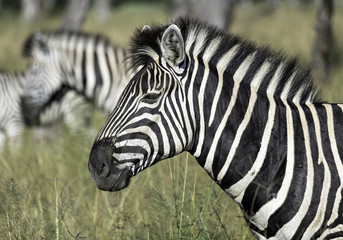 Fototapeta na wymiar Close up portrait of a zebra with additional zebra in the background. Image taken in the Okavango Delta in Botswana.
