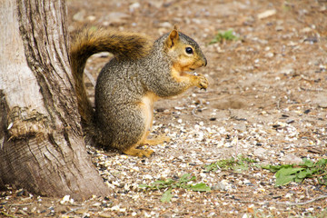 Naklejka na ściany i meble Bushy tailed squirrel eating nuts