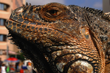 Animales