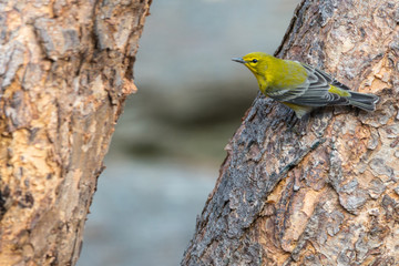 Pine Warlber