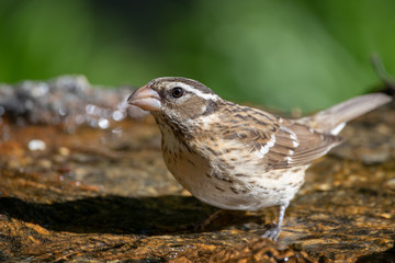 Female Rose Breasted Grossbeak looking for a drink