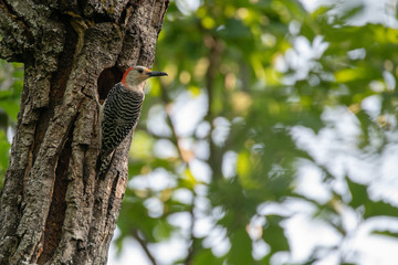 Red Bellied Woodpecker feeding the young
