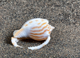 Seashell on beach with sunlight glare
