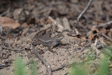 Southern California Fence Lizard remaining motionless in the sand while foraging for food.