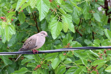 a mourning dove in a fruit tree
