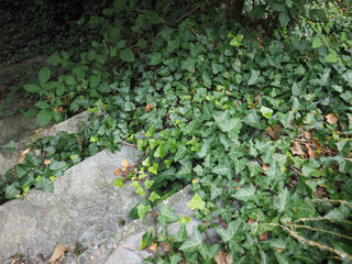 stairway with ivy