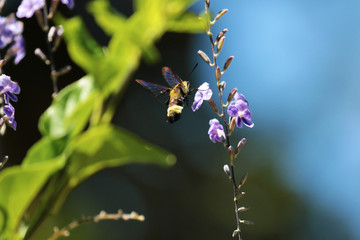 Joyful Hummingbird Moth