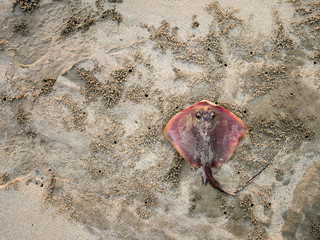 Stingray is death on the beach.