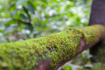 Moss on wood in the forest