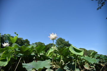 ハスの花が咲くとき