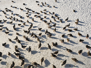 Group of ducks in the snow