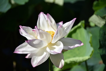 ハスの花が咲くとき