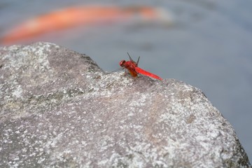 Red dragonfly / Crocothemis servilia mariannae