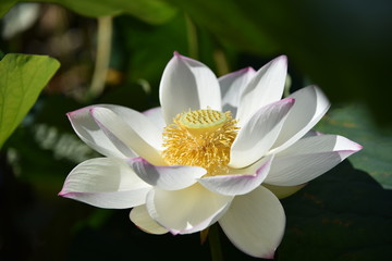 ハスの花が咲くとき