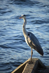A big grey heron