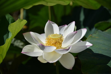 ハスの花が咲くとき