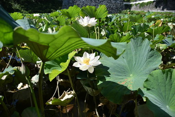 蓮の花が咲く時